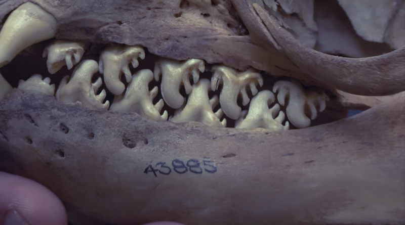 Illustration for article titled Crabeater Seals Look Like They Have Buzzsaws For Teeth